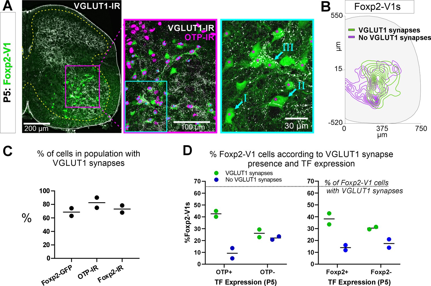 Mumps Mechanisms E-L 12”レコード2枚組 Synaptogenic activity of the axon guidance molecule Robo2