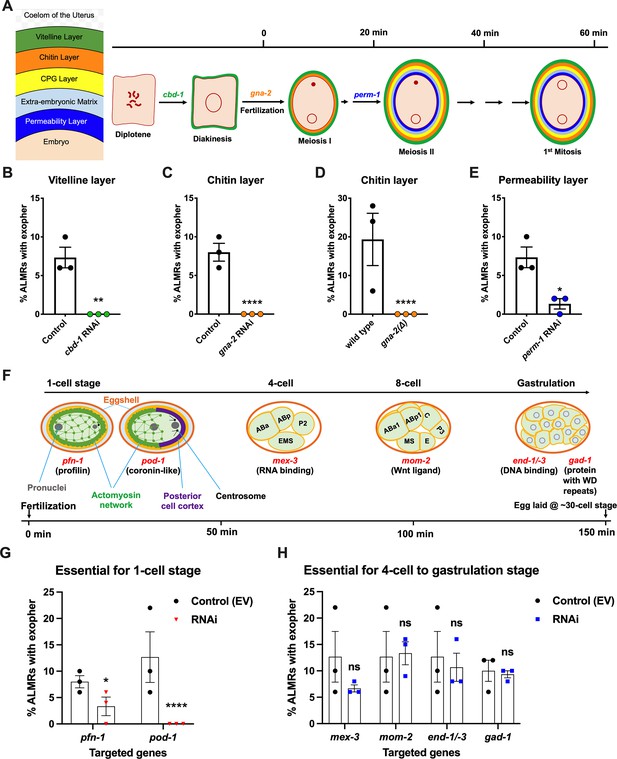 Mechanical force of uterine occupation enables large vesicle