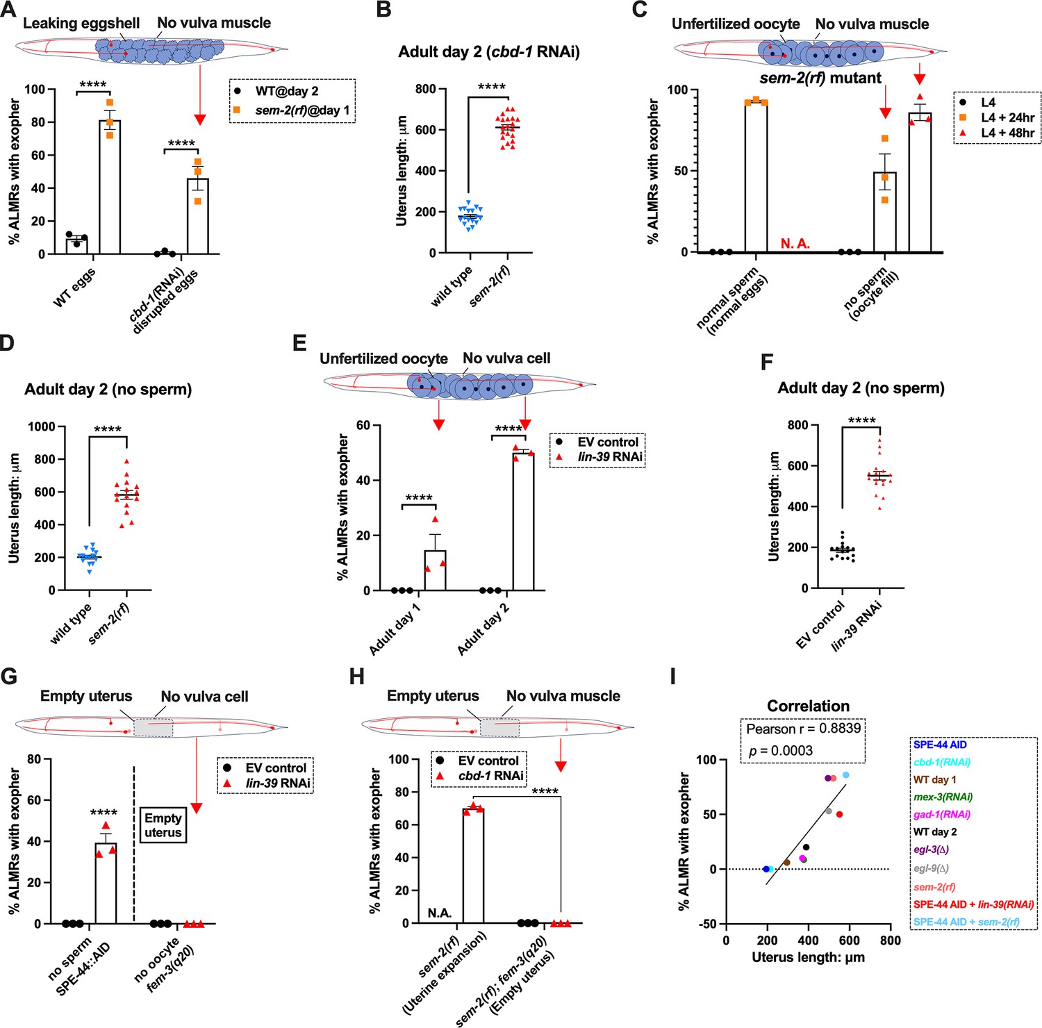 Mechanical force of uterine occupation enables large vesicle