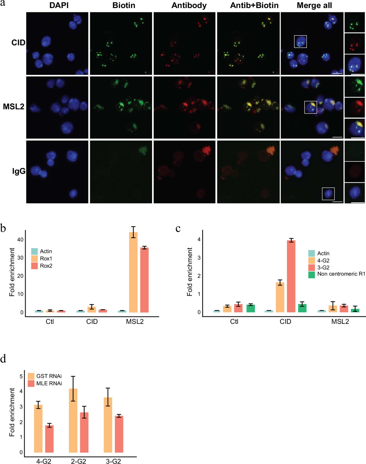 The Role Of RNA In The Maintenance Of Chromatin Domains As Revealed By