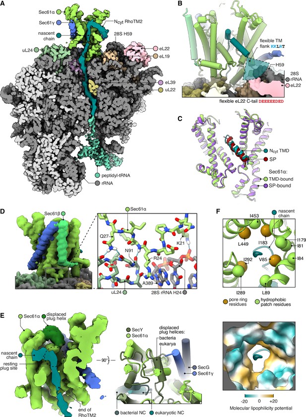 Structural Analysis Of The Dynamic Ribosome Translocon Complex ELife