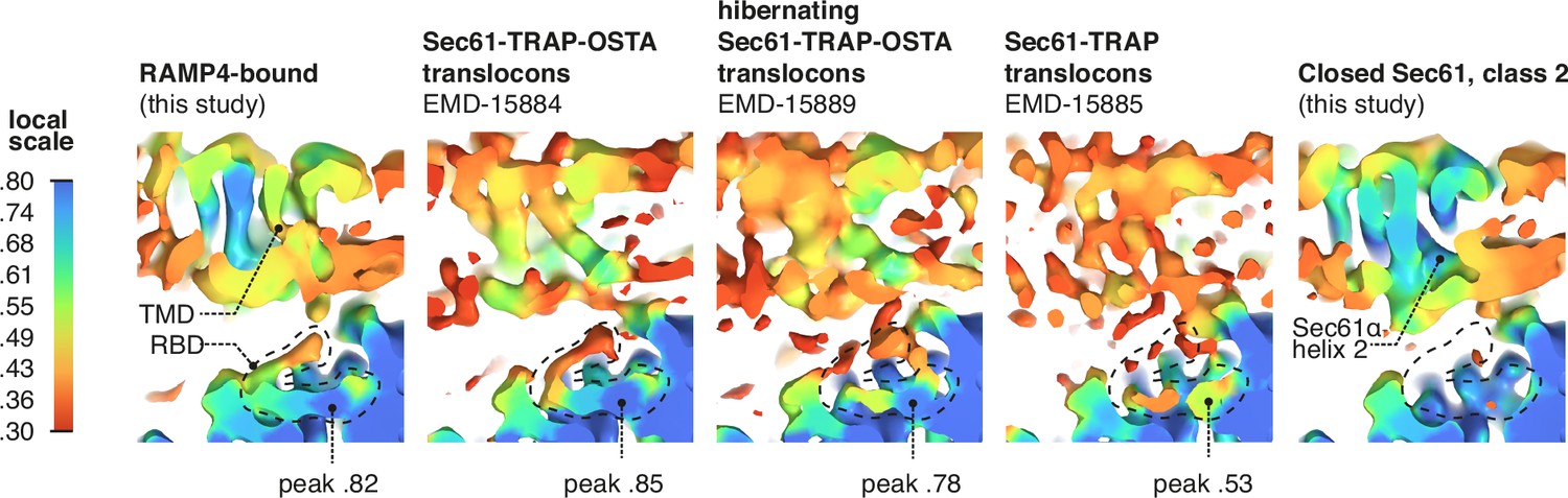 Figures And Data In Structural Analysis Of The Dynamic Ribosome