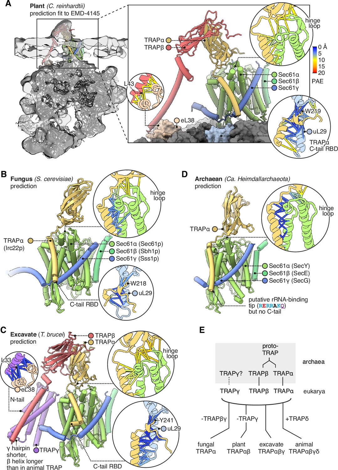 Structural Analysis Of The Dynamic Ribosome Translocon Complex ELife