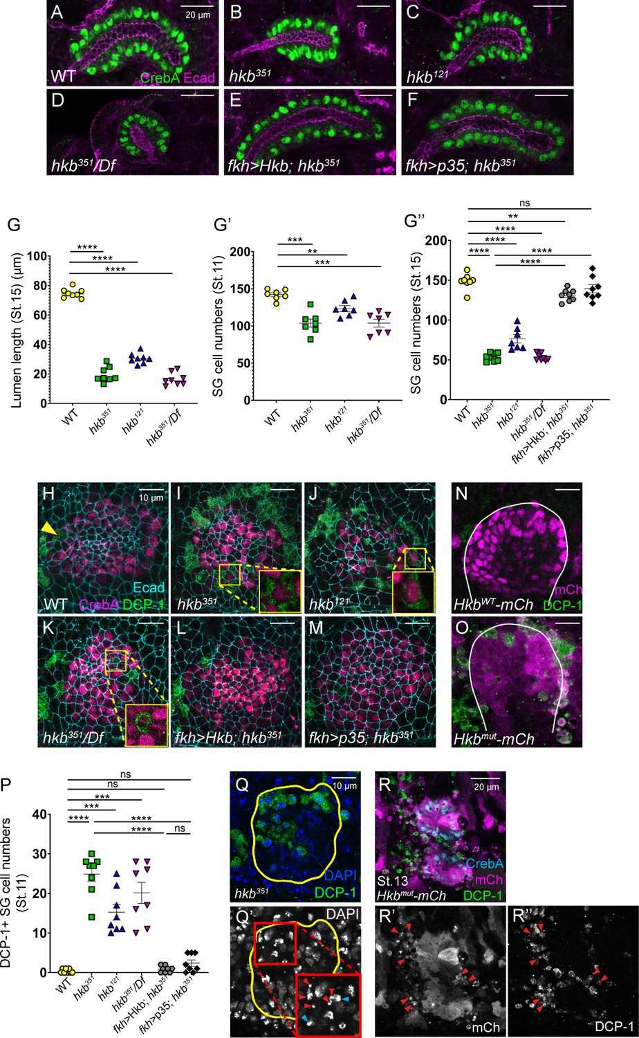 Coordination Of Cell Cycle And Morphogenesis During Organ Formation | ELife