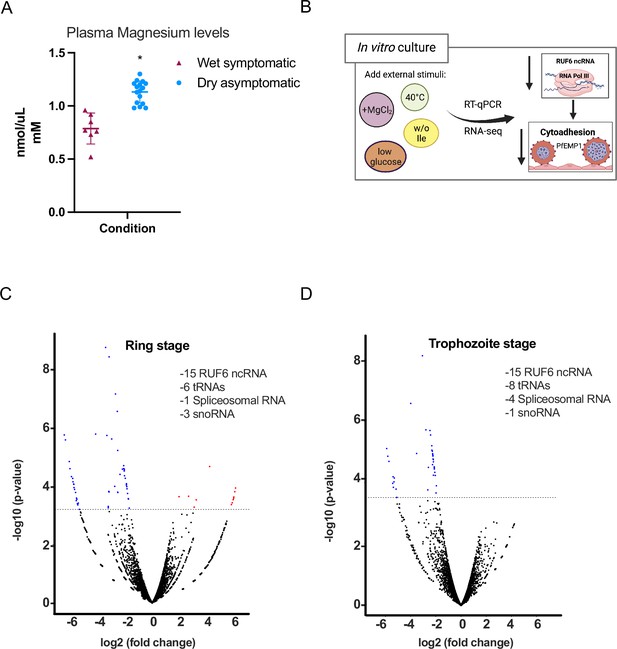 RNA Polymerase III Is Involved In Regulating Plasmodium Falciparum ...