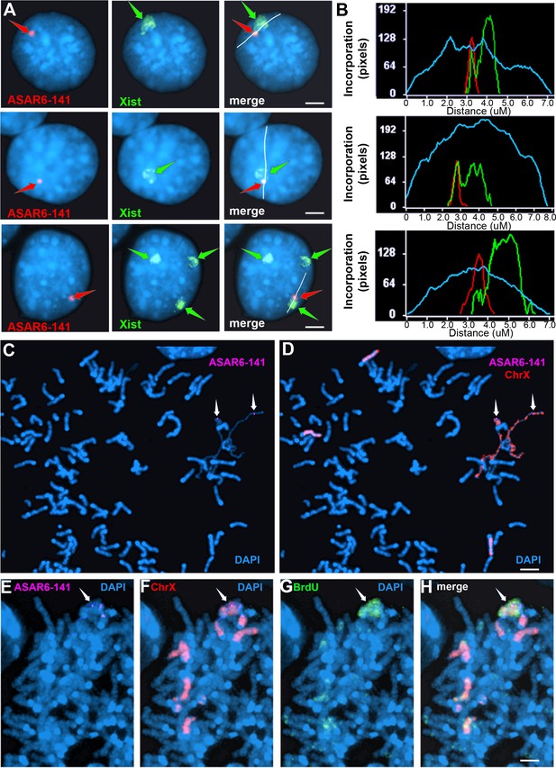 Asar Lncrnas Control Dna Replication Timing Through Interactions With 