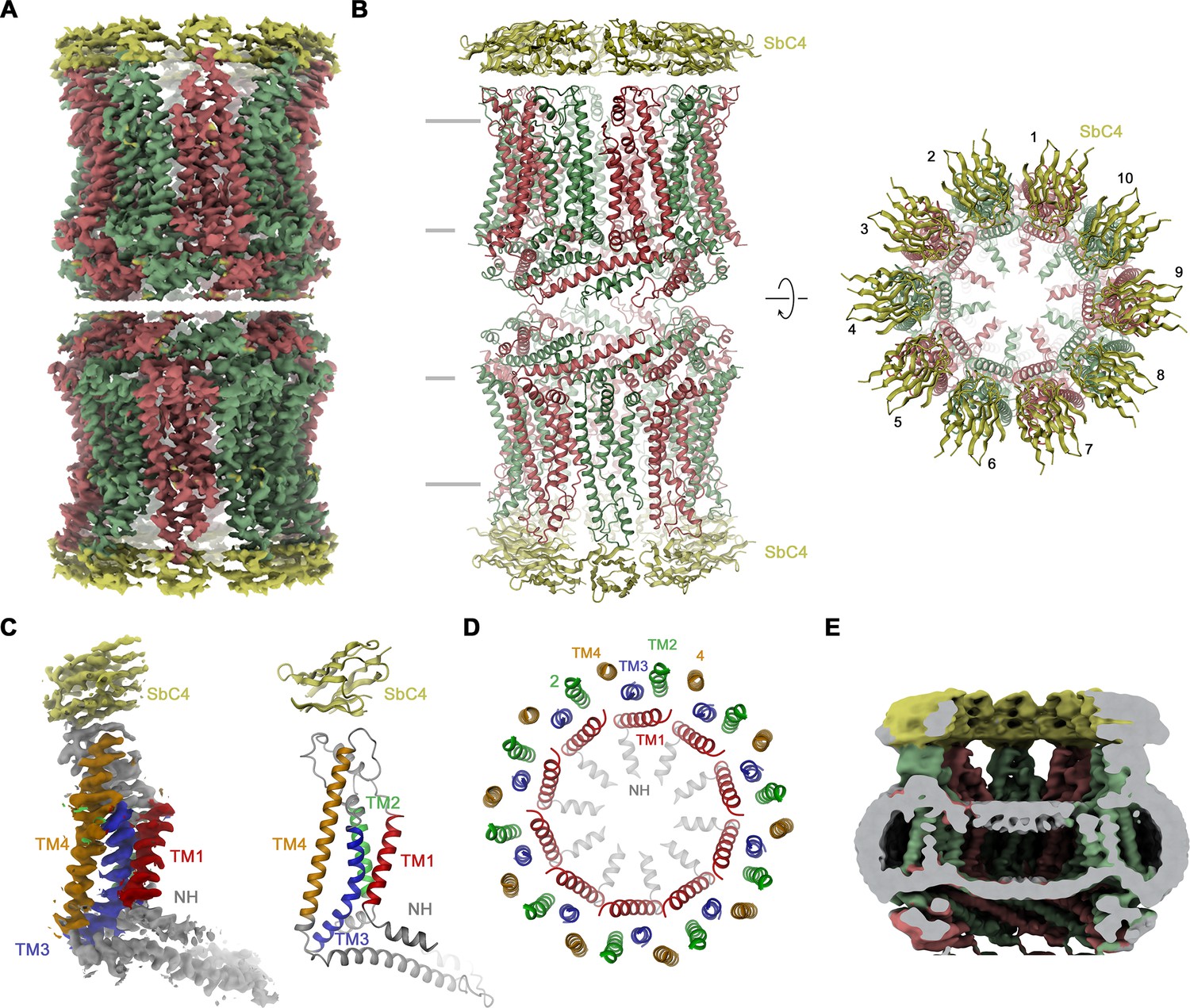 Figures And Data In Structural Features Of Heteromeric Channels 