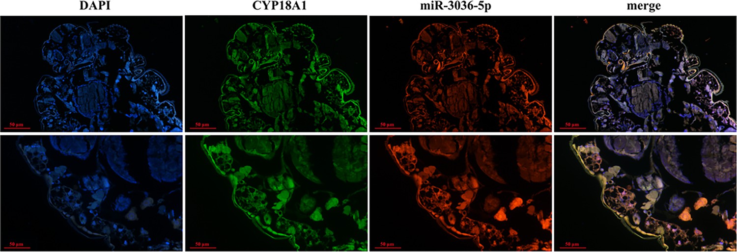 A-to-I RNA editing of CYP18A1 mediates transgenerational