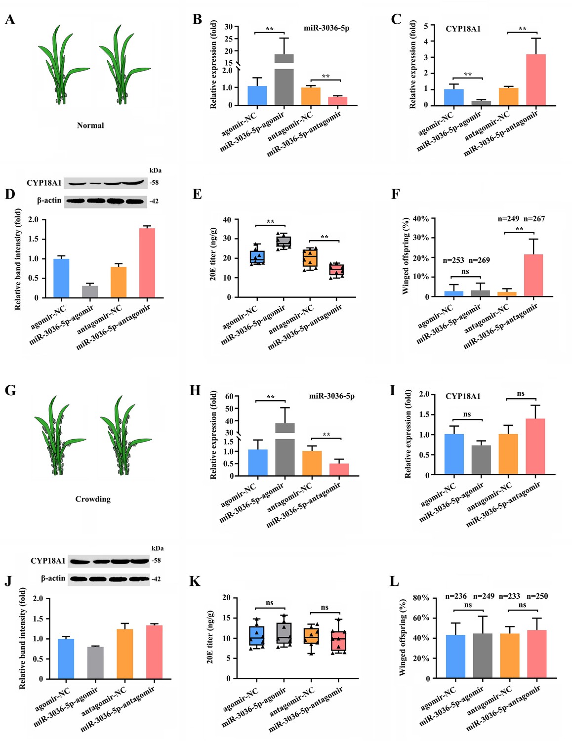 A-to-I RNA editing of CYP18A1 mediates transgenerational