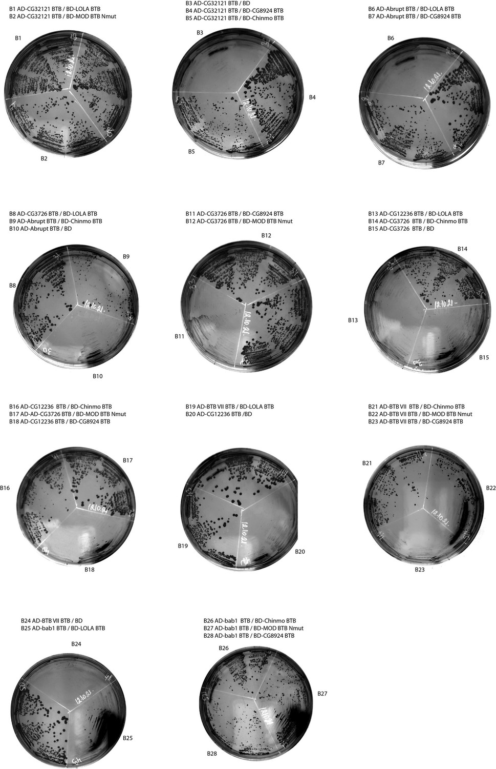 The Arthropoda-specific Tramtrack group BTB protein domains use previously  unknown interface to form hexamers | eLife