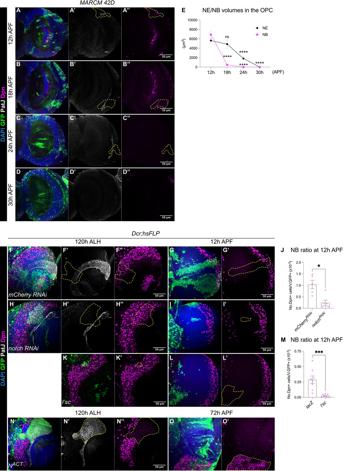 Drosophila medulla neuroblast termination via apoptosis ...