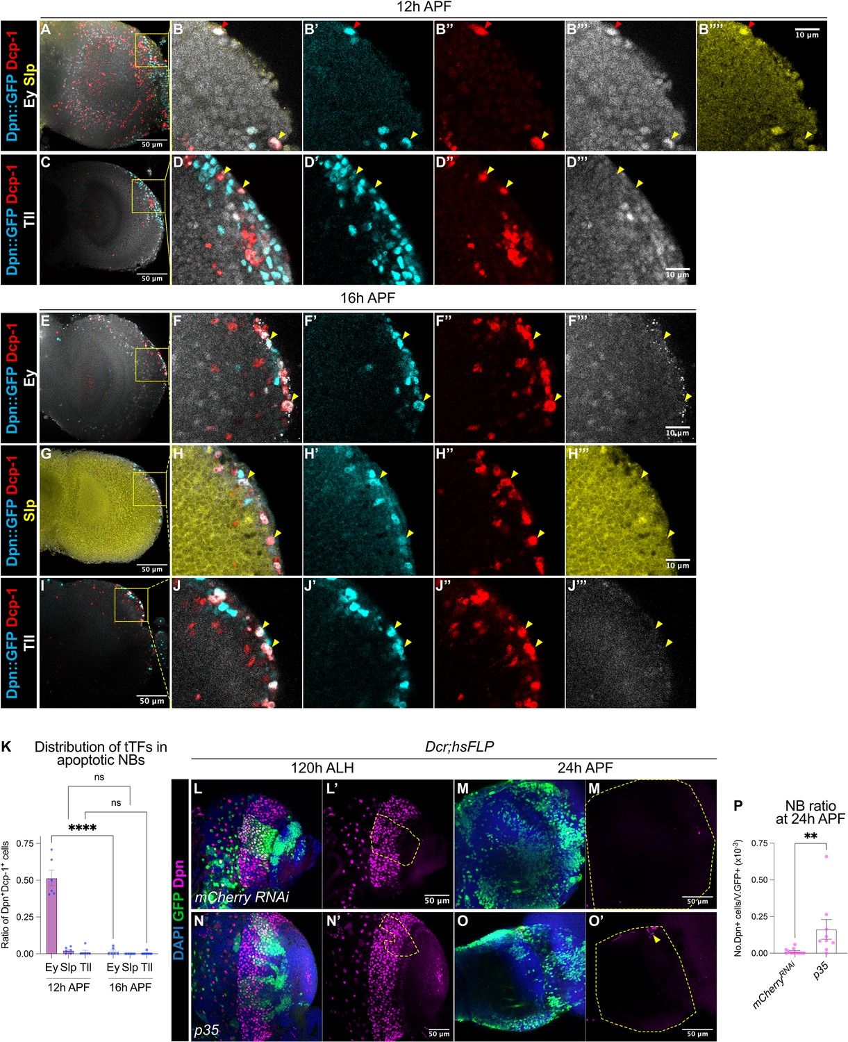 Drosophila medulla neuroblast termination via apoptosis ...