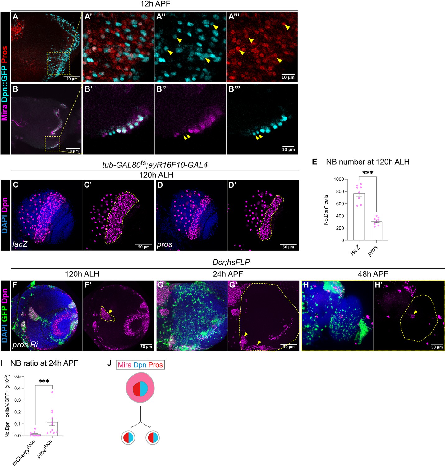 Drosophila medulla neuroblast termination via apoptosis ...