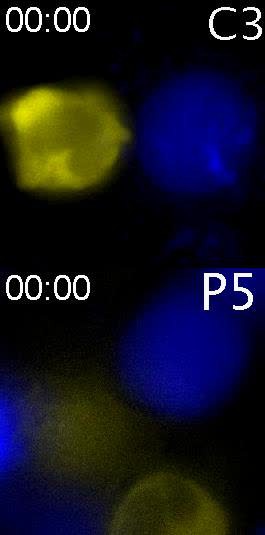posterframe for video