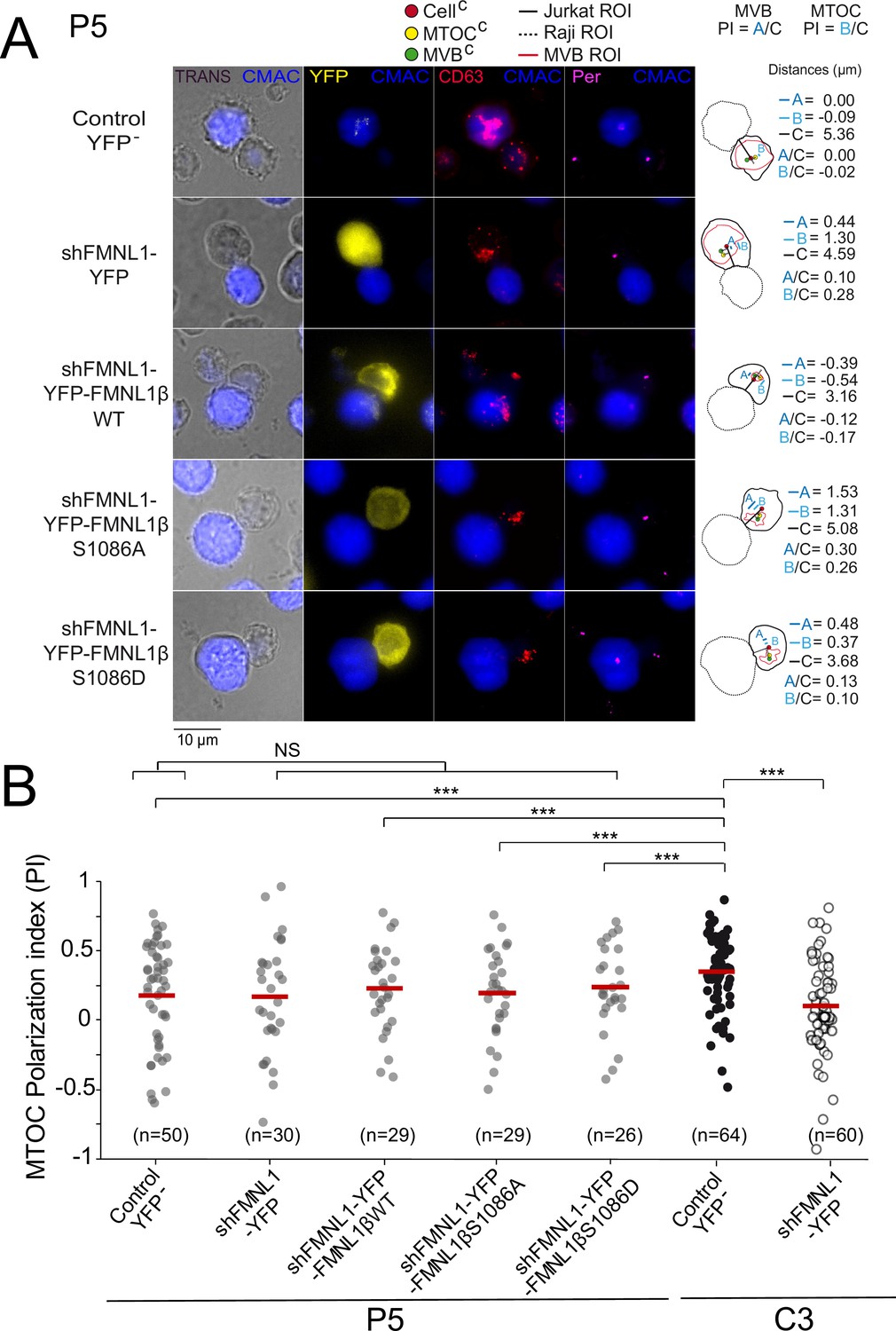 Formin-like 1β phosphorylation at S1086 is necessary for Formin-like 1β phosphorylation at S1086 is necessary for