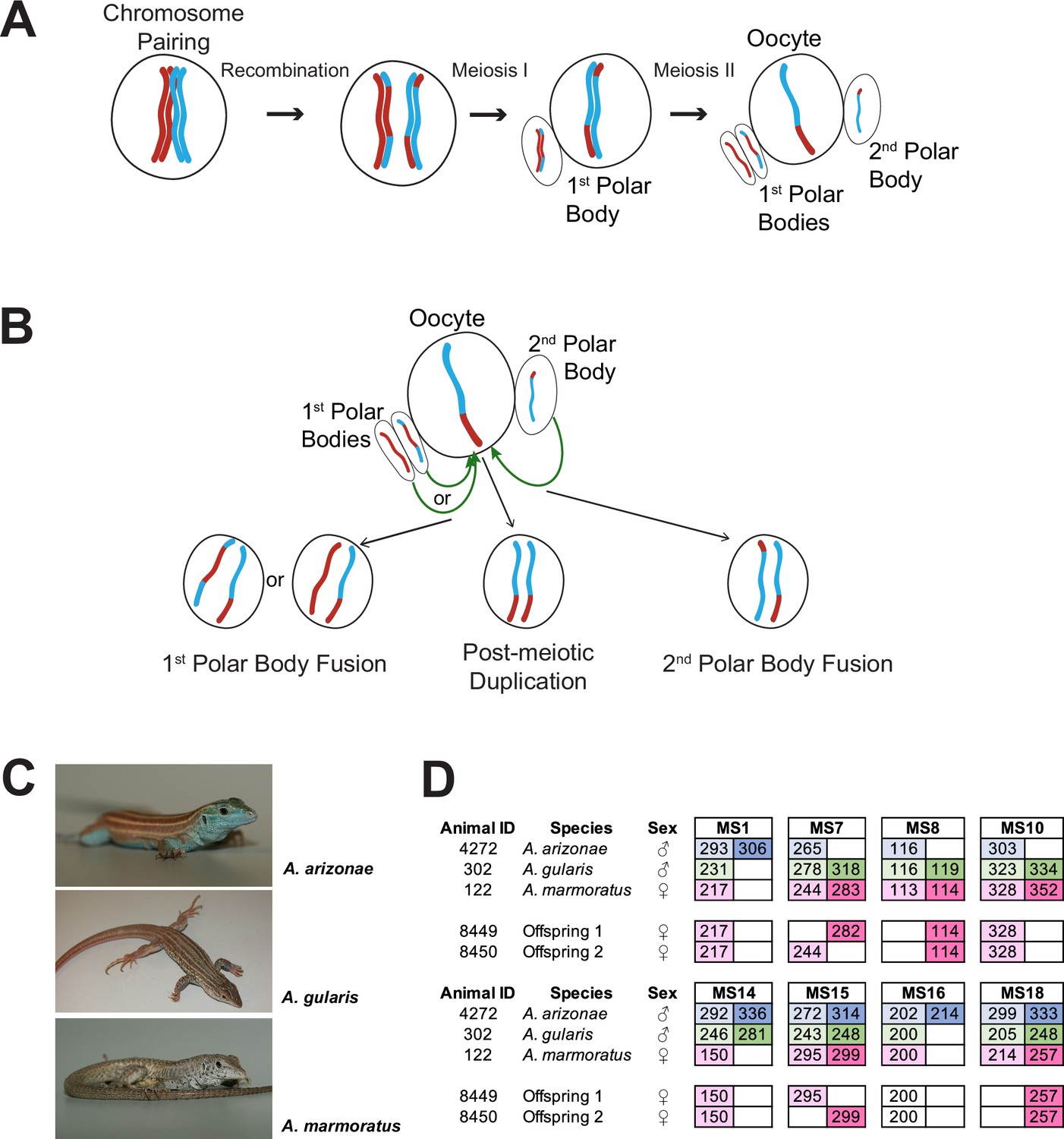 Figures and data in Post-meiotic mechanism of facultative ...