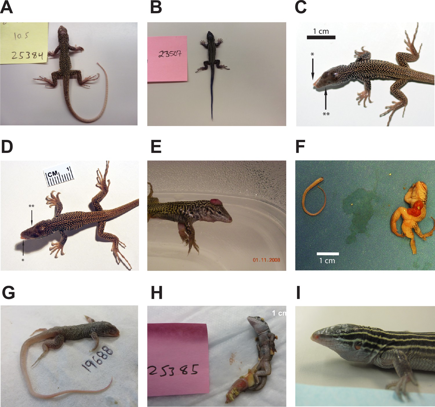 Figures And Data In Post-meiotic Mechanism Of Facultative ...