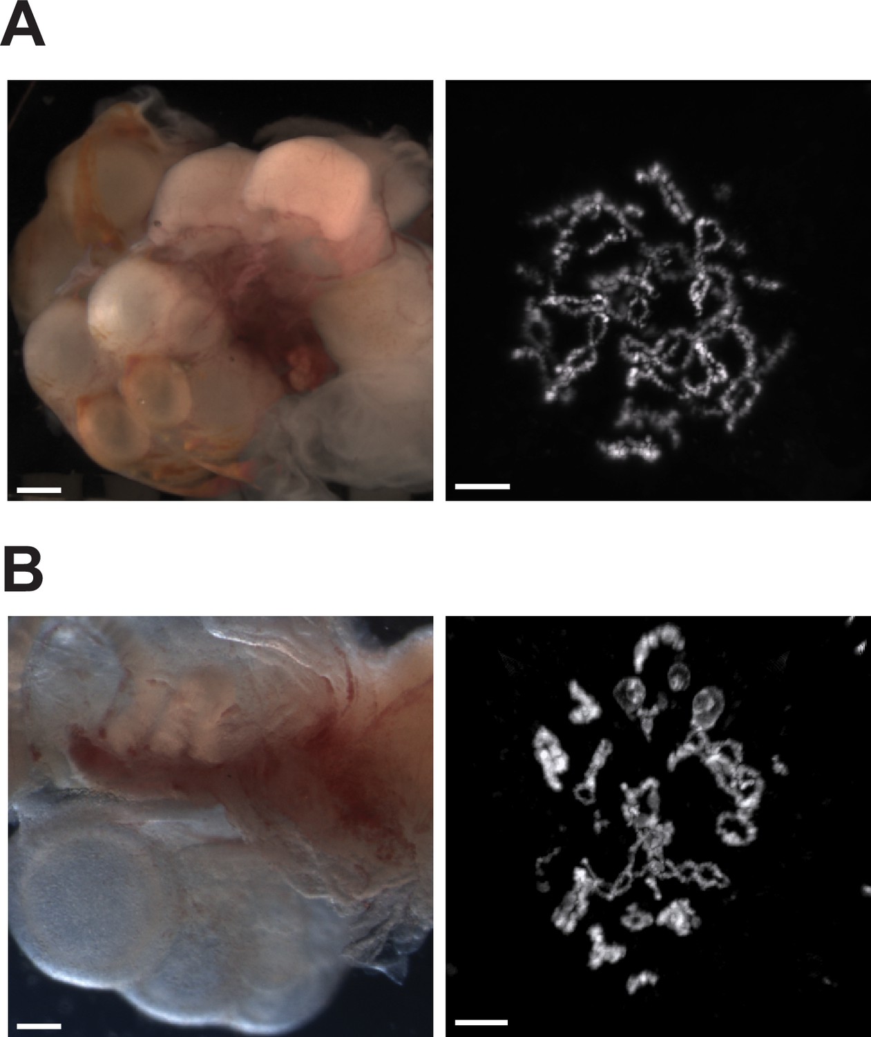 Figures And Data In Post Meiotic Mechanism Of Facultative