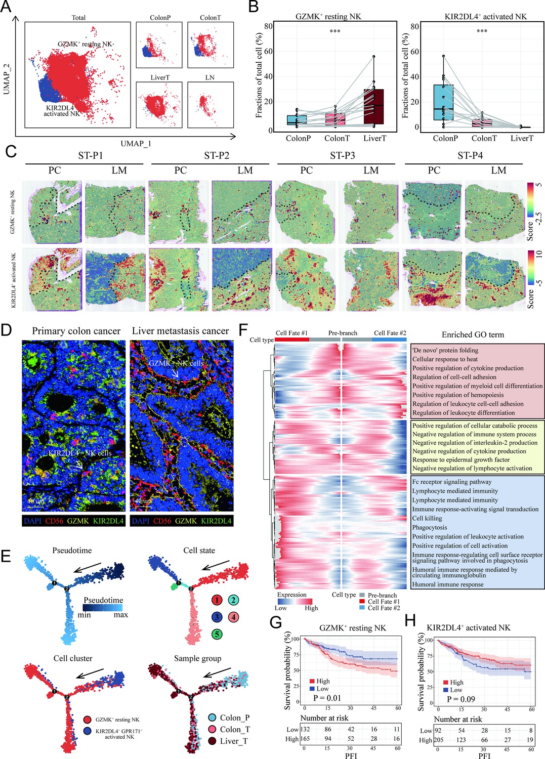 Resting natural killer cells promote the progress of colon