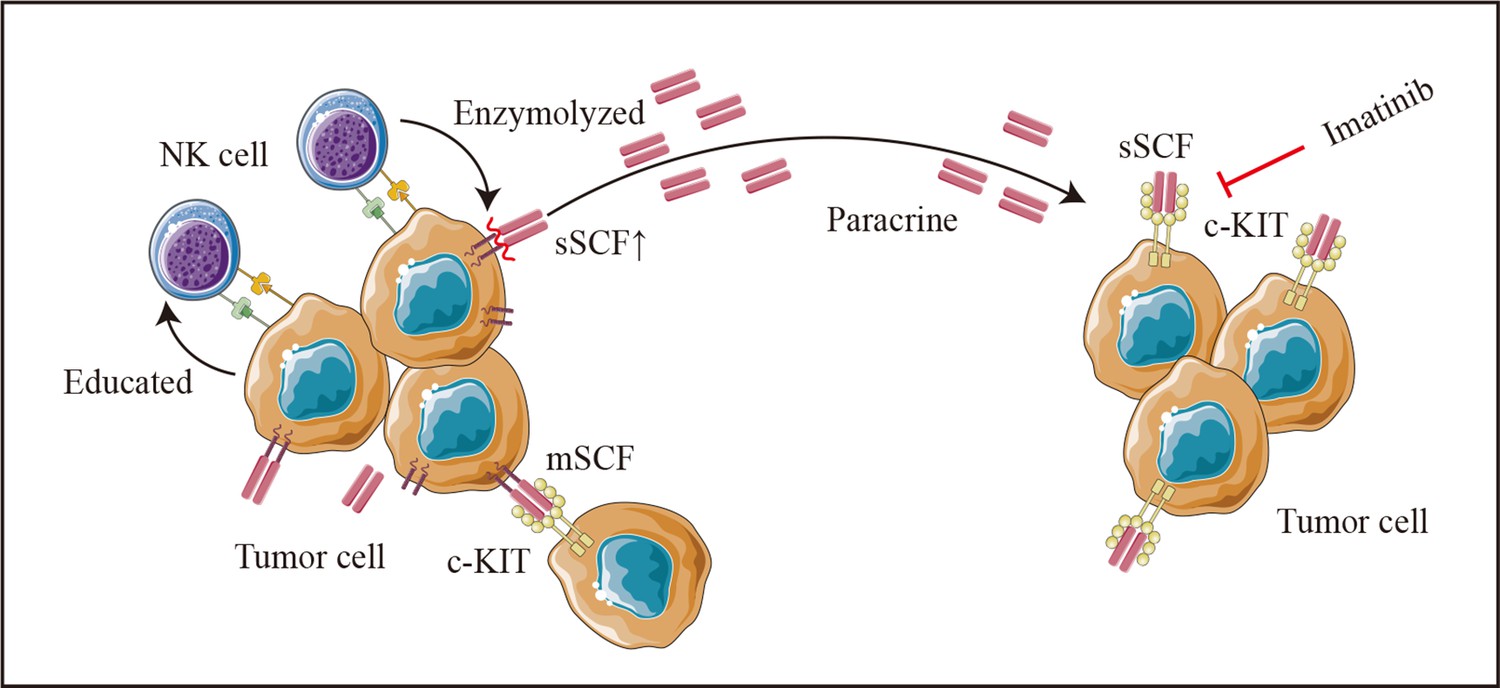 Resting natural killer cells promote the progress of colon Resting natural killer cells promote the progress of colon