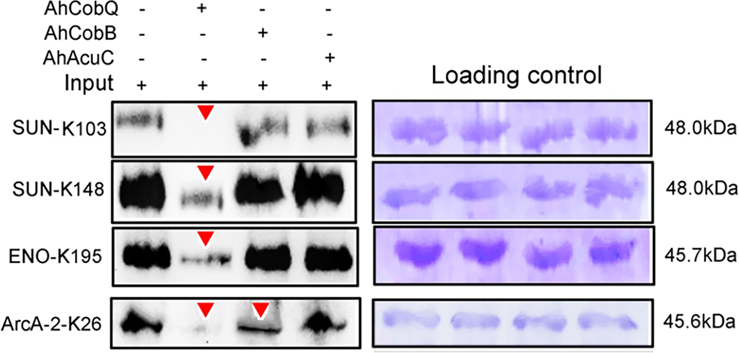 Aeromonas hydrophila CobQ is a new type of NAD+- and Zn2+-