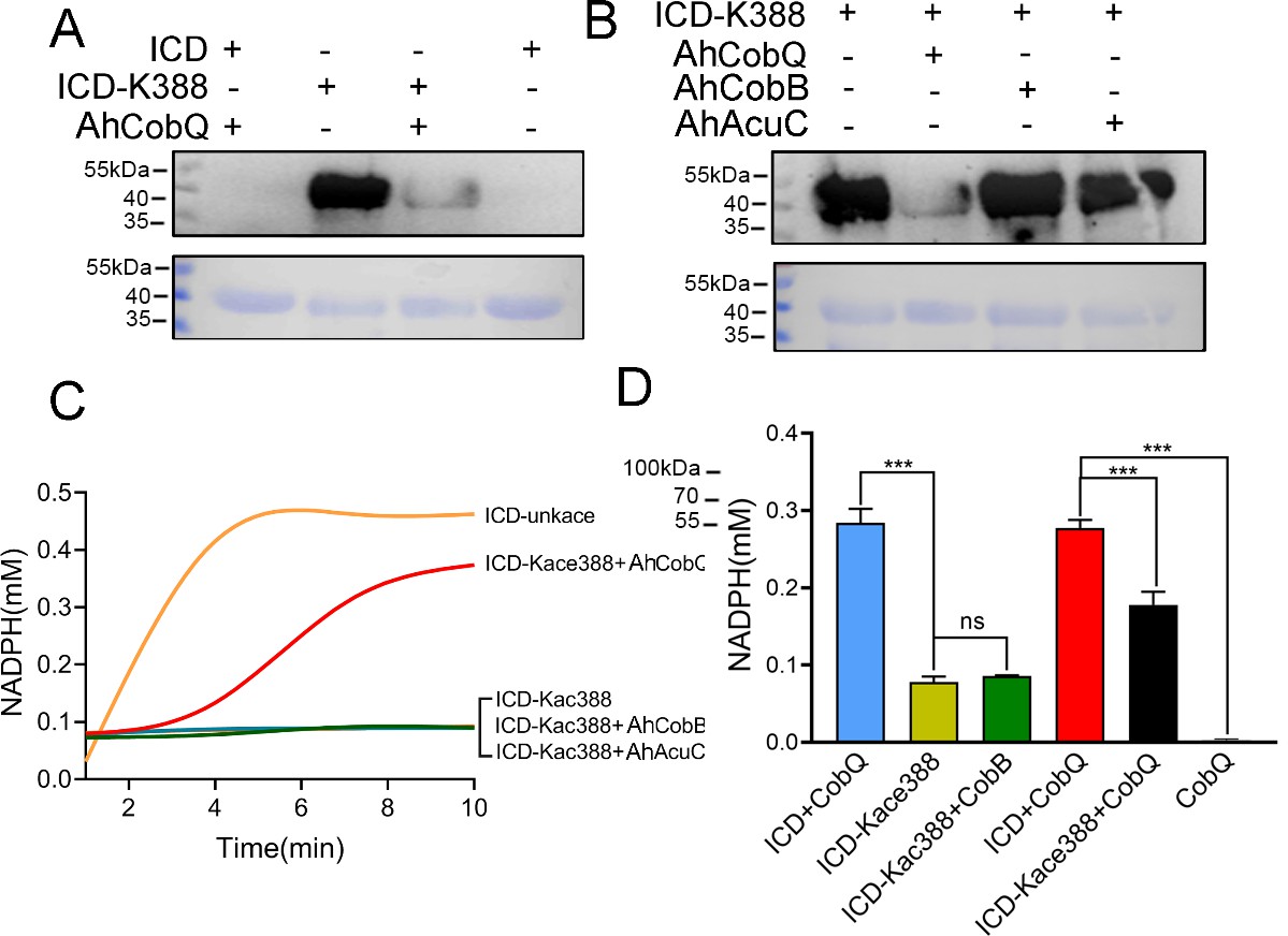 Aeromonas hydrophila CobQ is a new type of NAD+- and Zn2+-