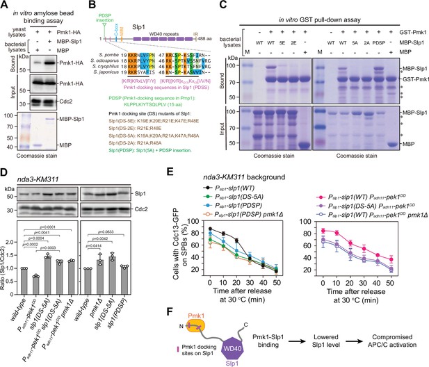 Negative regulation of APC/C activation by MAPK-mediated attenuation of ...