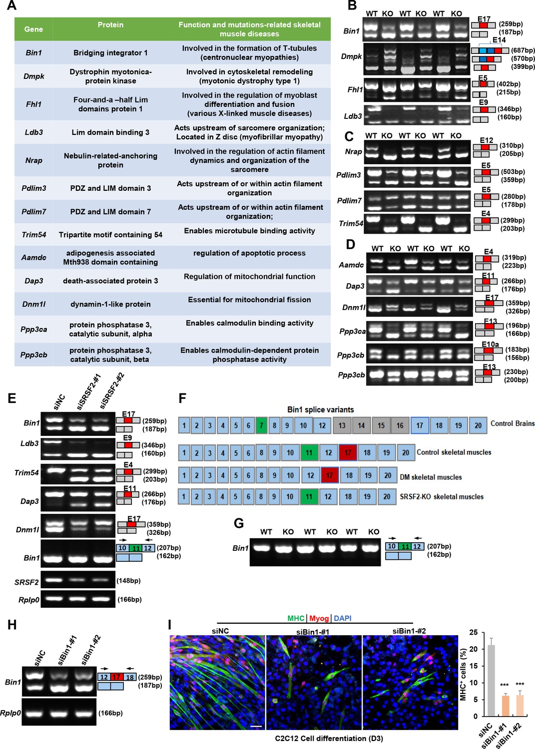 SRSF2 is a key player in orchestrating the directional