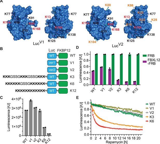 Identification of suitable target/E3 ligase pairs for PROTAC ...