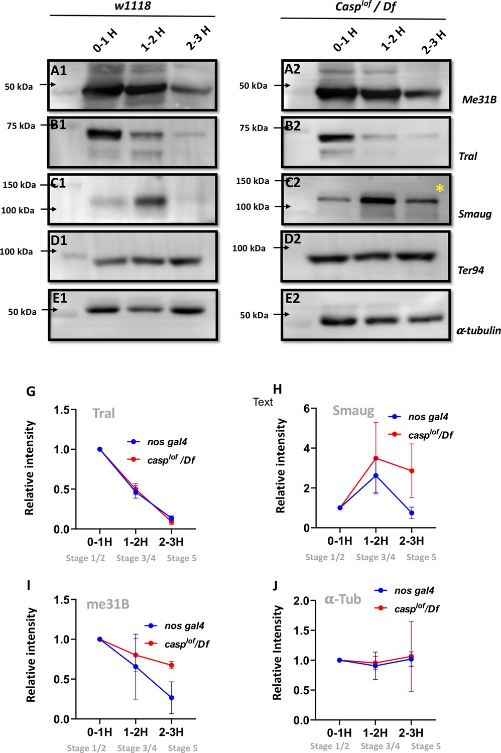 Caspar specifies primordial germ cell count and identity in