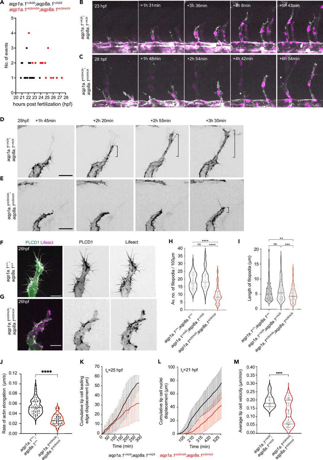 Combined forces of hydrostatic pressure and actin