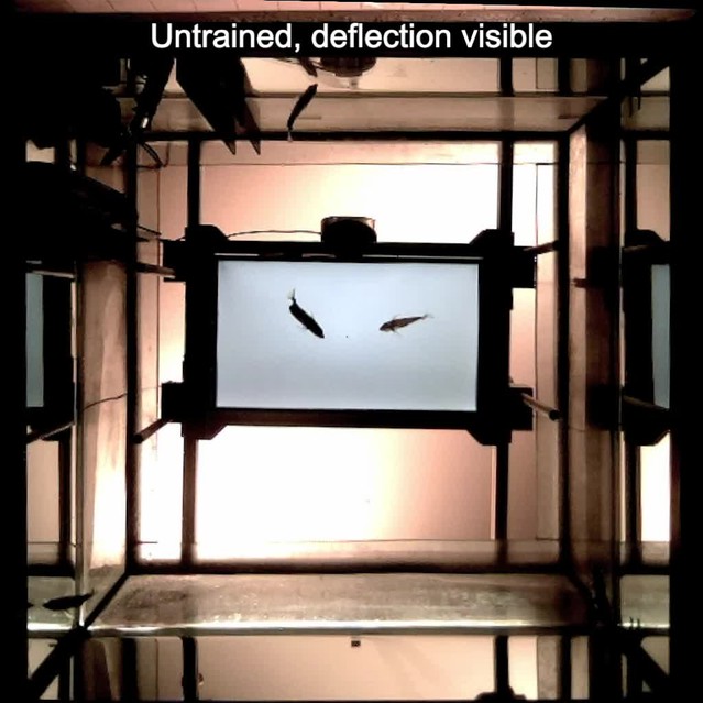 posterframe for video