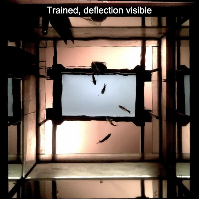 posterframe for video