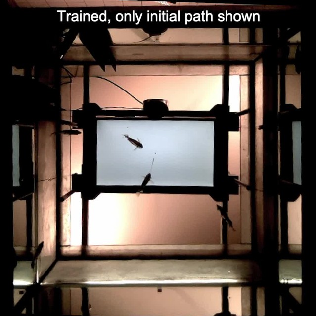 posterframe for video